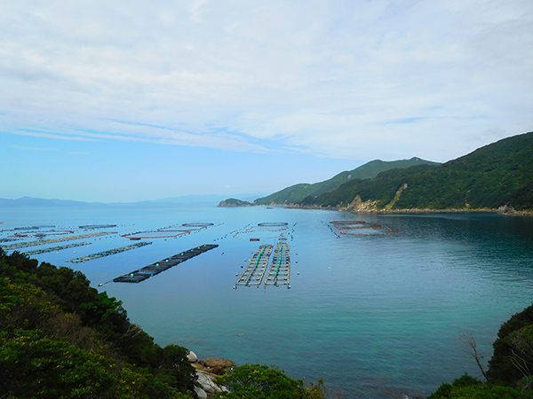 【新婚旅行】高知・柏島|中国・九州・四国6日間の旅