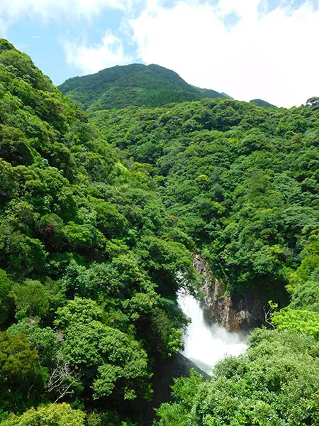 屋久島の旅①｜神秘の島で水と自然を堪能 | 藤井碧峰｜正統派書道家