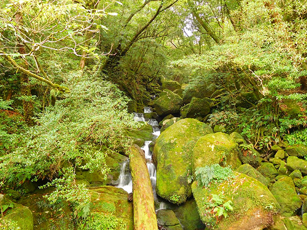 屋久島の旅|白谷雲水峡|書道家藤井碧峰