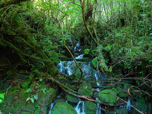 屋久島の旅①｜神秘の島で水と自然を堪能 | 藤井碧峰｜正統派書道家