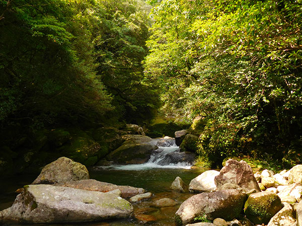屋久島の旅|白谷雲水峡|書道家藤井碧峰