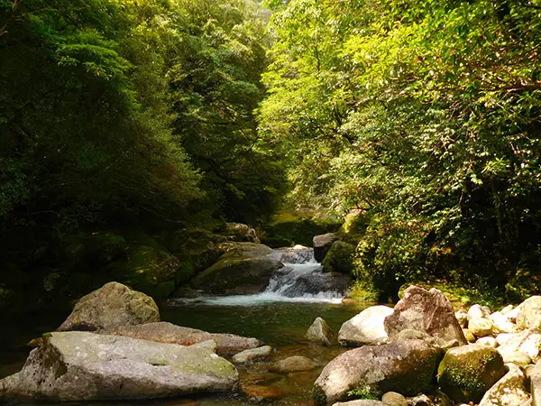 屋久島の旅②｜白谷雲水峡を歩き、苔むす森、屋久杉に触れる | 藤井碧