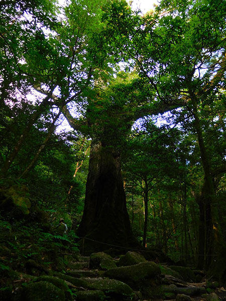屋久島の旅|白谷雲水峡・七本杉・屋久杉|書道家藤井碧峰
