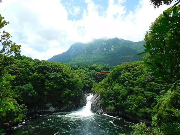 屋久島の旅①｜神秘の島で水と自然を堪能 | 藤井碧峰｜正統派書道家