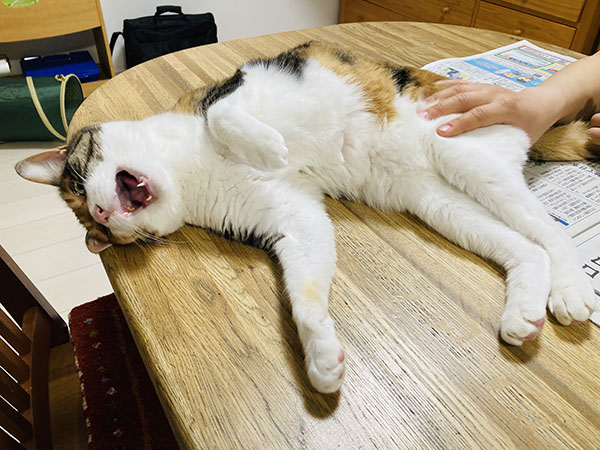 三毛猫|書道家藤井碧峰