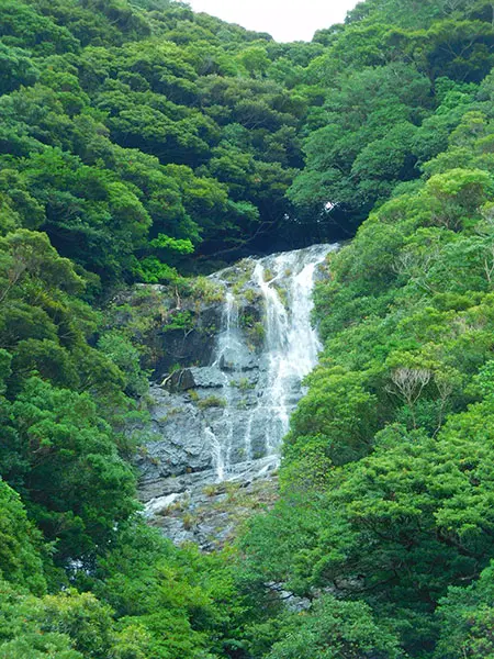 屋久島の旅①｜神秘の島で水と自然を堪能 | 藤井碧峰｜正統派書道家
