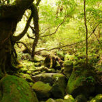 屋久島の旅｜白谷雲水峡・屋久杉｜書道家藤井碧峰