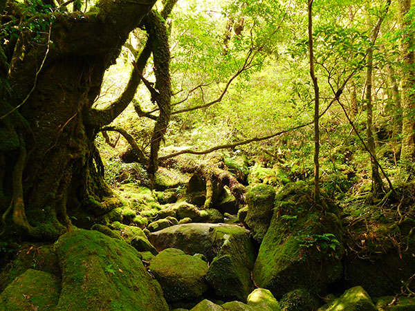 屋久島の旅|白谷雲水峡・屋久杉|書道家藤井碧峰
