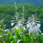 白木峰｜富山県八尾町｜書道家藤井碧峰