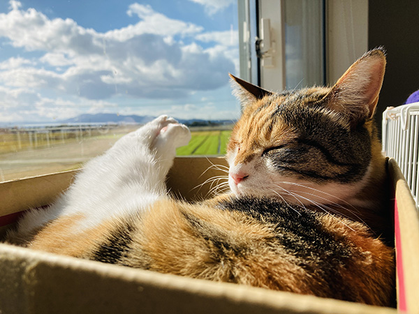 書家や書道教室をするうえで気を付けたこと③|無理に売らない