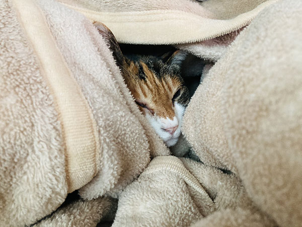 書家や書道教室をするうえで気を付けたこと④|顔出ししない、地元の業者を大切に