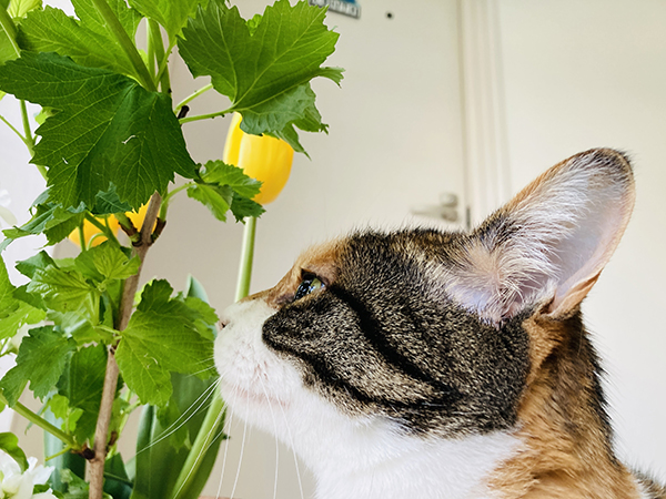 藤井碧峰が考える書道教室(習いごと)の上手な運営方法